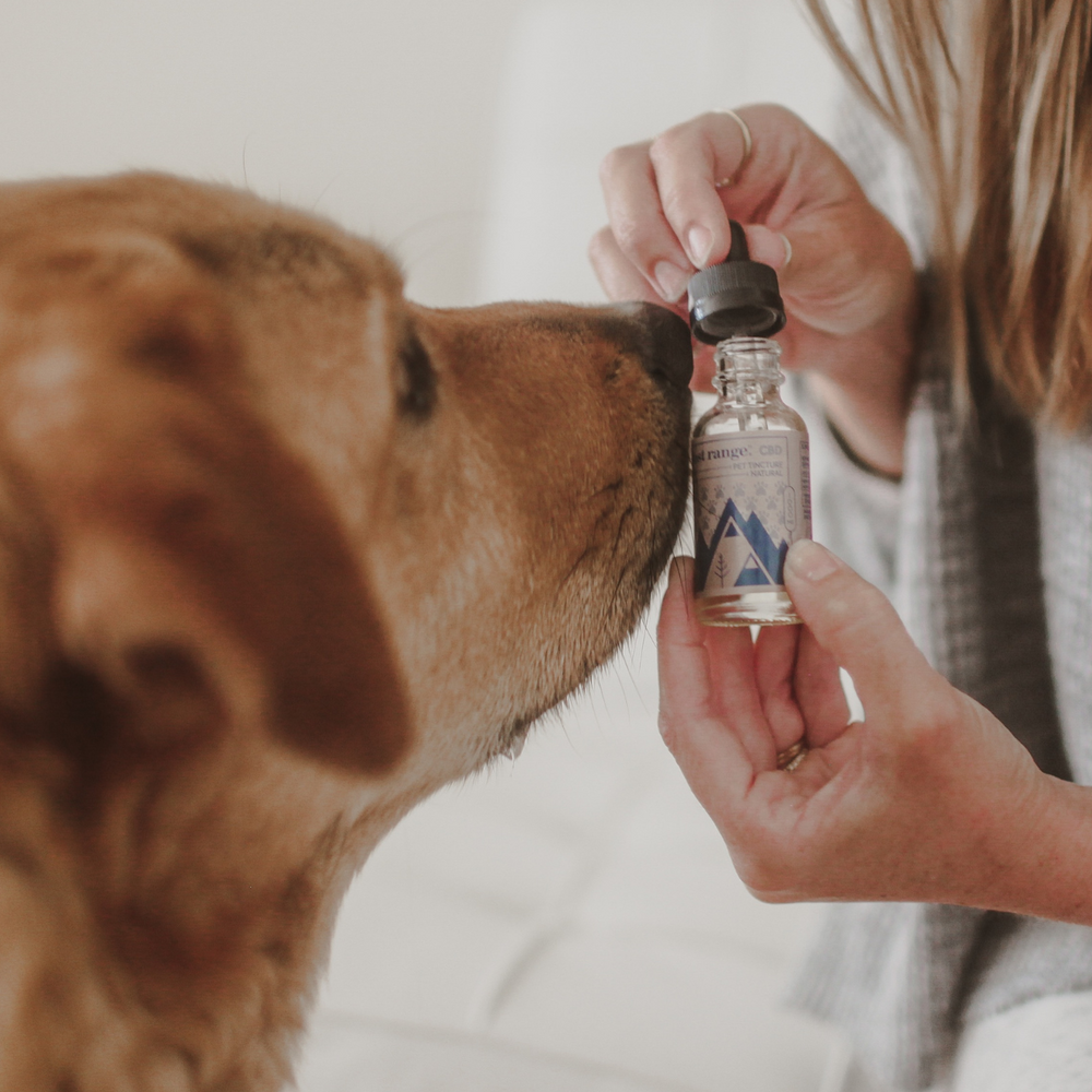 Love Your Pet Day: Exploring CBD for Pets