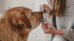 Love Your Pet Day: Exploring CBD for Pets