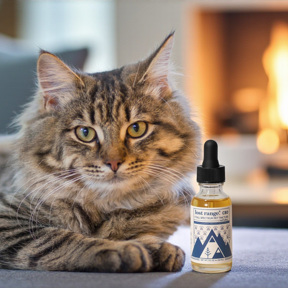 Is CBD Okay for Cats? A National Cat Day Guide from lost range.® CBD