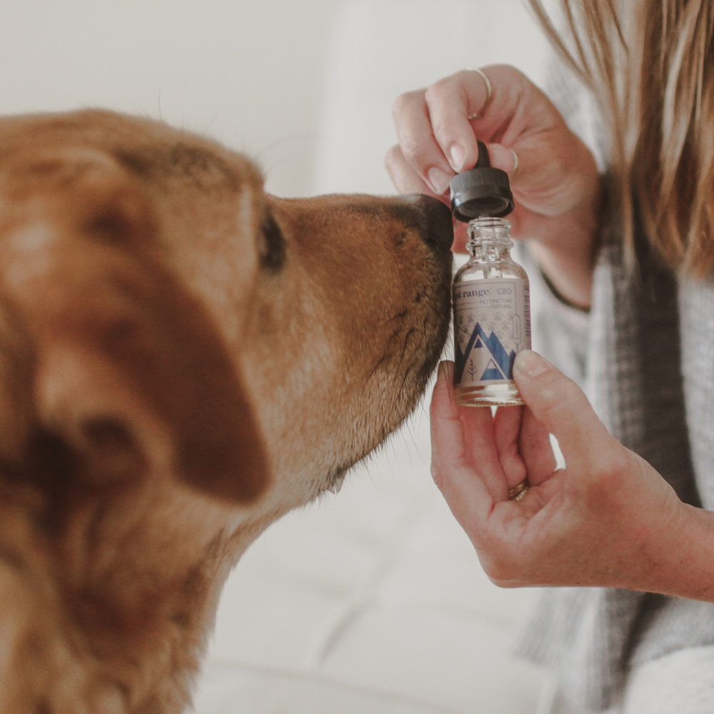 Dog Separation Anxiety Awareness Day: Helping Your Pup Find Calm with CBD