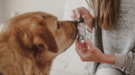 Dog Separation Anxiety Awareness Day: Helping Your Pup Find Calm with CBD
