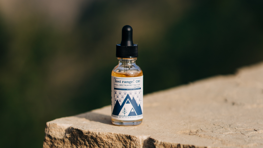 The Benefits of CBD for Pets: Celebrating National Dog Day