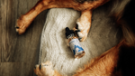 Celebrating National Pet Month with the Healing Power of CBD