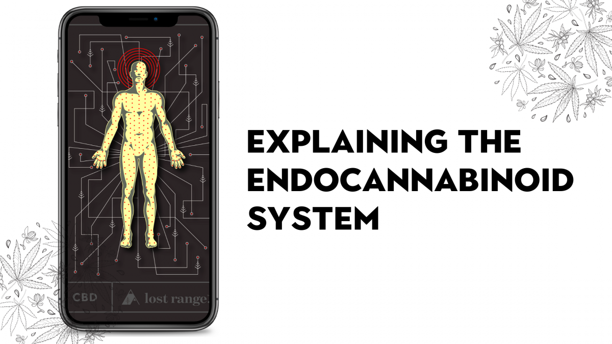 The Endocannabinoid System (ECS) Explained lost range.®