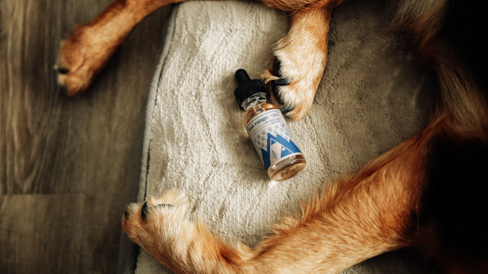 Pet Wellness Month: How CBD Can Support Your Furry Friends