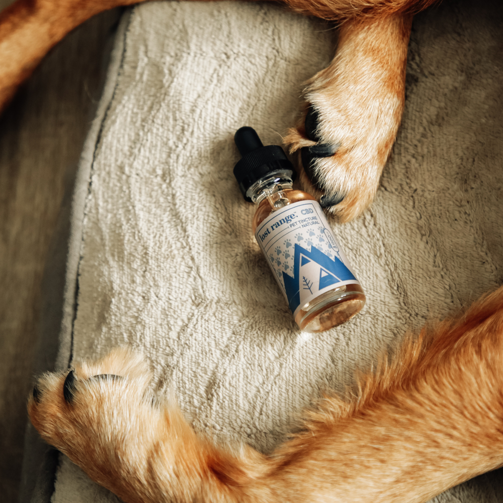 Pet Wellness Month: How CBD Can Support Your Furry Friends