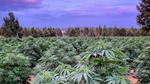 #PlantsOverPills: Discover the Organically-Farmed Difference with lost range.® CBD