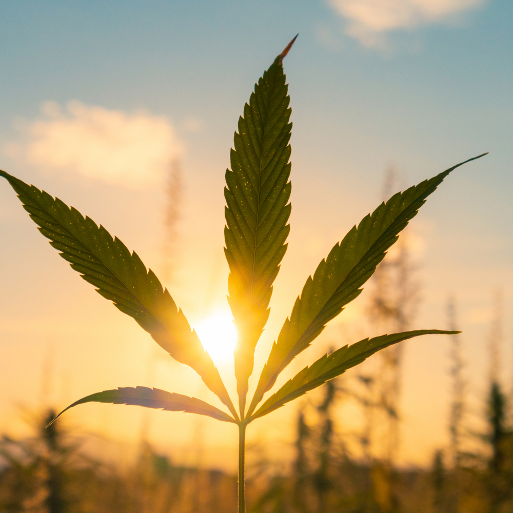 Exploring the Future of Cannabis: The Changing Landscape of Marijuana Regulation