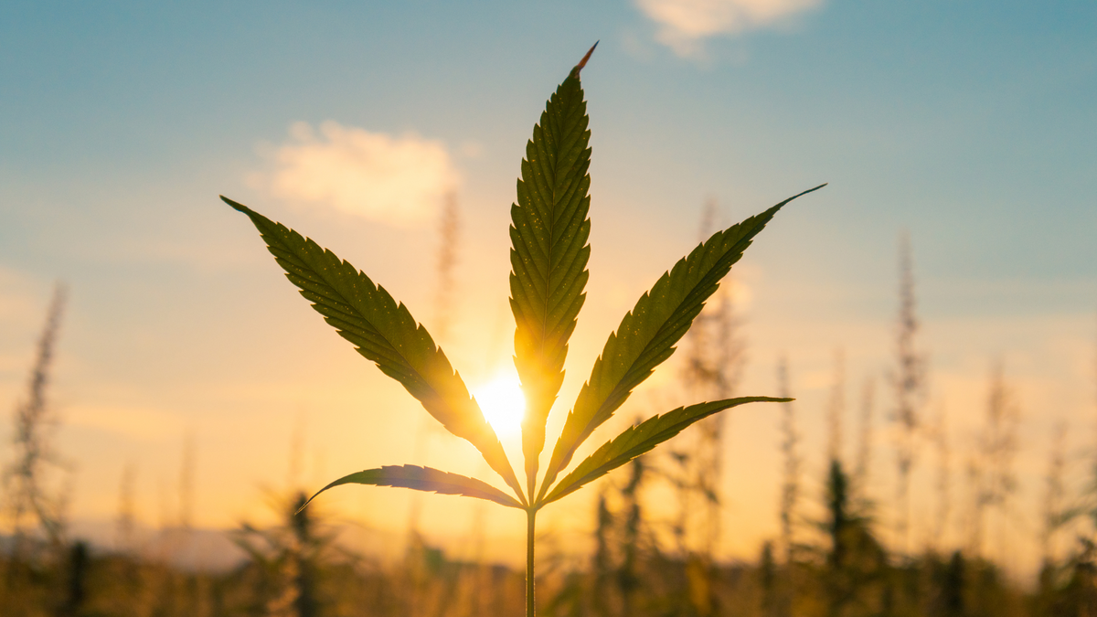 Exploring the Future of Cannabis: The Changing Landscape of Marijuana ...