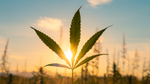 Exploring the Future of Cannabis: The Changing Landscape of Marijuana Regulation