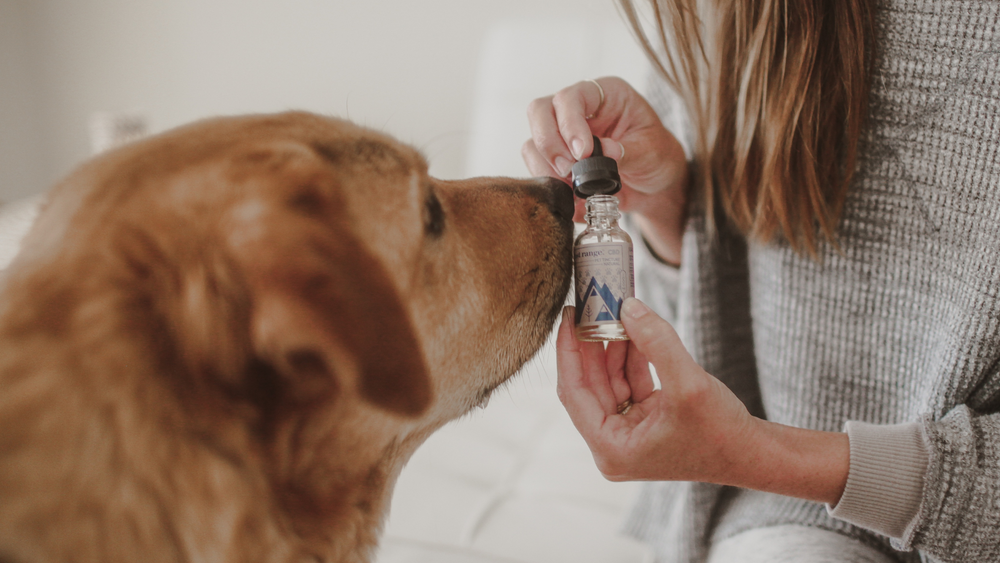 Celebrating National Pet Wellness Month: Keeping Your Pet Happy and Healthy