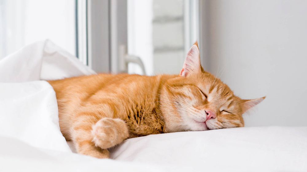 National Cat Day: Does CBD Help Cats?